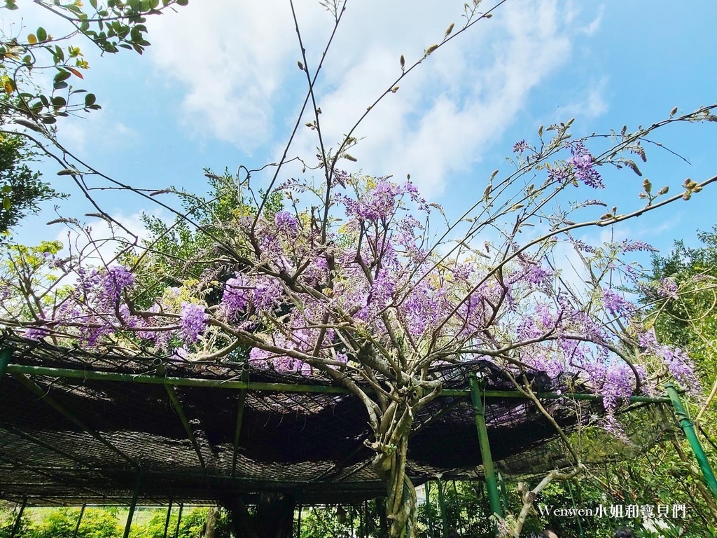 竹子湖 苗榜海芋園花園餐廳 (19).jpg