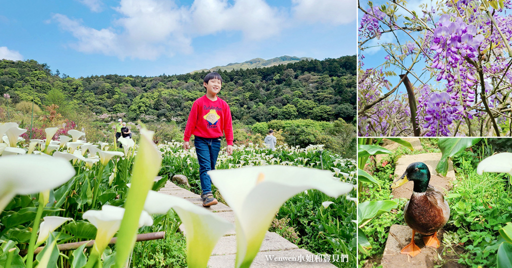 ❤麝香木新祕境，整片粉紅山丘，怎麼拍都好夢幻，開放時間、花期