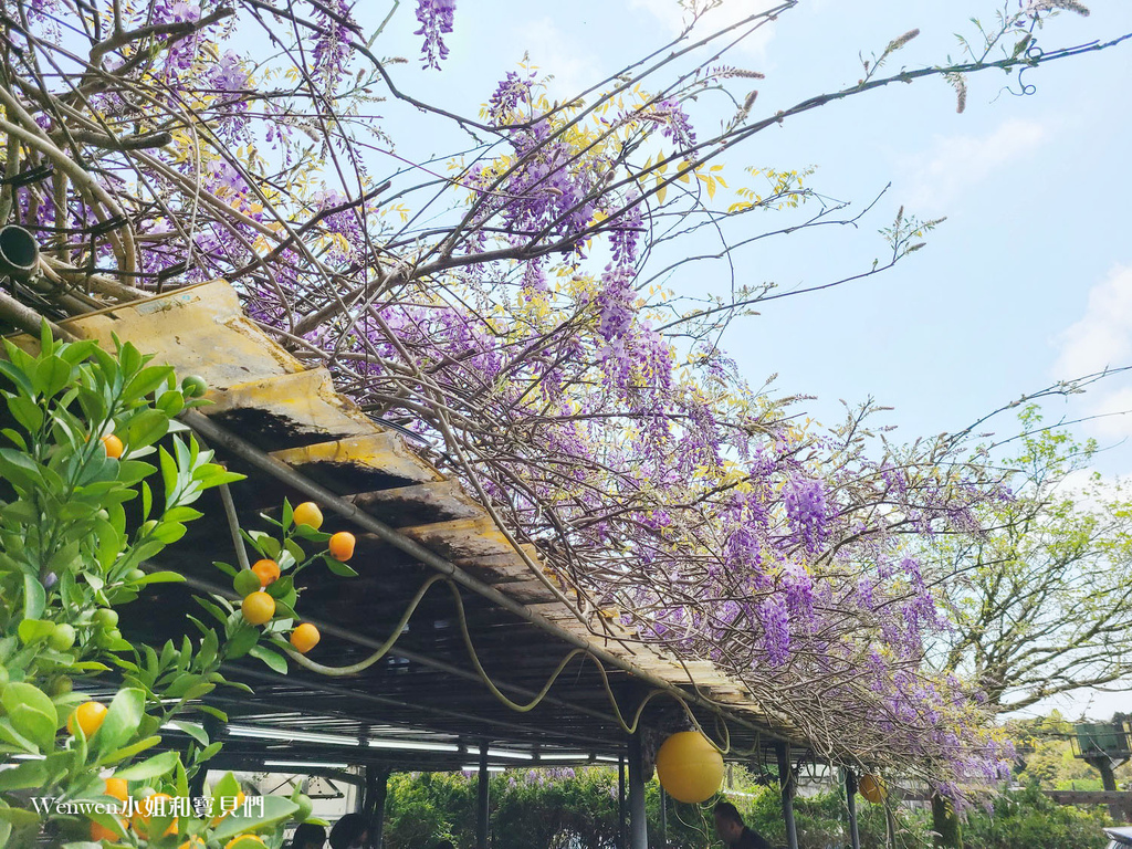 竹子湖吉園葡花園野菜餐廳紫藤花 (1).jpg