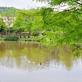 2022.04 北投親子景點公館公園湖泊(3).jpg