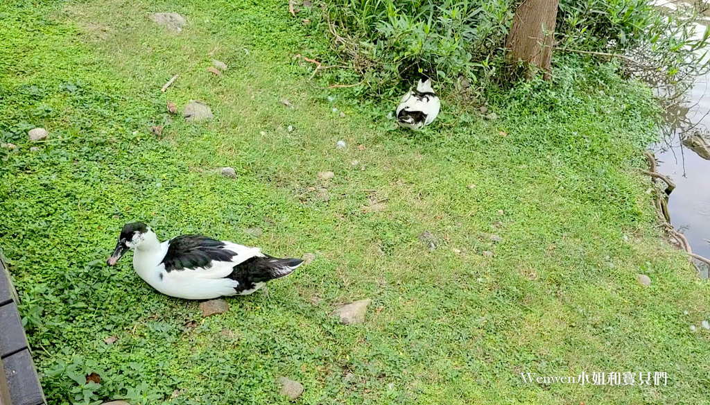 2022.04 北投親子景點公館公園湖泊(4).jpg