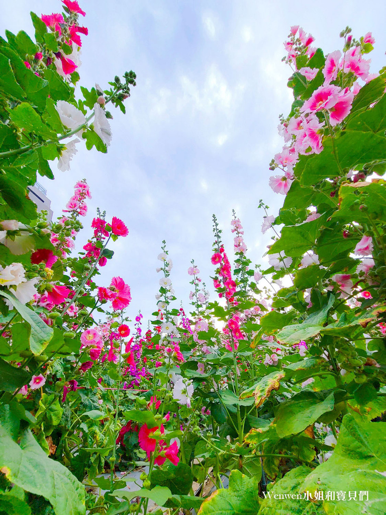 2022.04 奇岩蜀葵花園.jpg