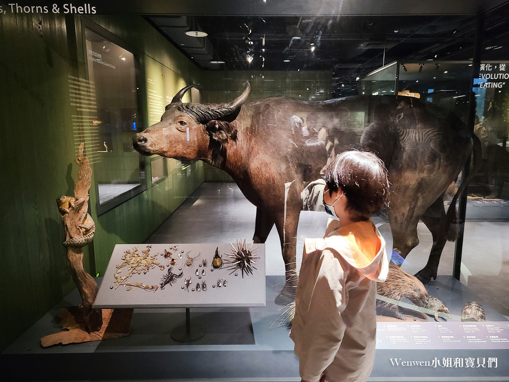 台北展覽推薦 科教館展覽推薦 找家Homing生物多樣性常設展 (17).jpg