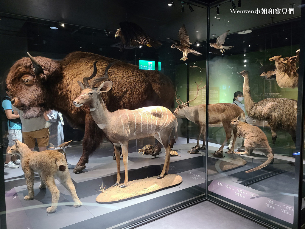 台北展覽推薦 科教館展覽推薦 找家Homing生物多樣性常設展 (25).jpg