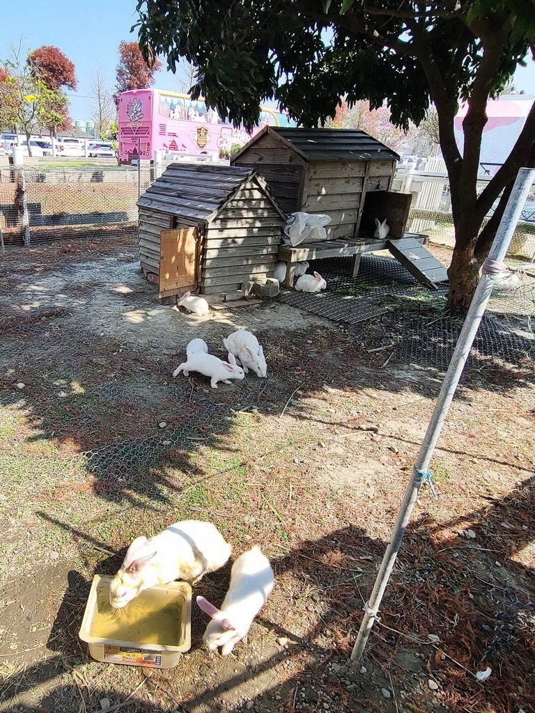 雲林景點免門票親子景點千巧谷牛樂園牧場 (10) .jpg