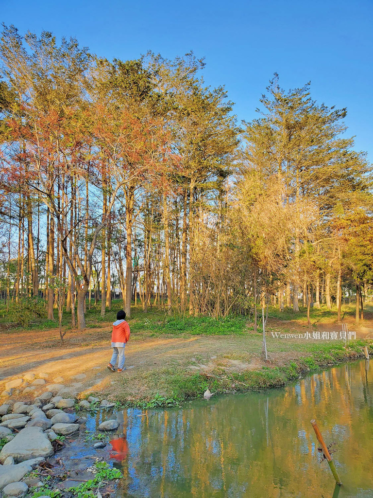 嘉義太保景點 魚寮遺址落羽松森林(8).jpg