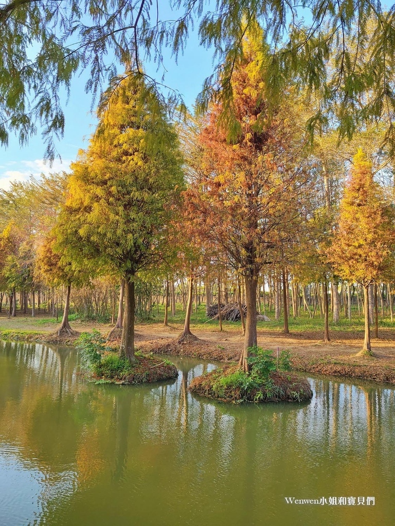 嘉義太保景點 魚寮遺址落羽松森林(11).jpg