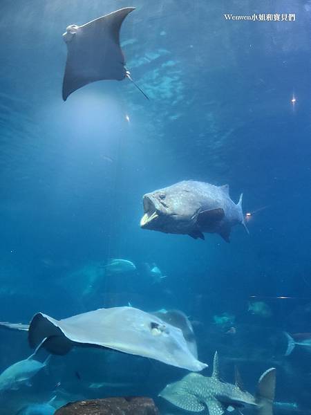 2023夜宿花蓮海洋公園 夜宿水族館 (25).jpg