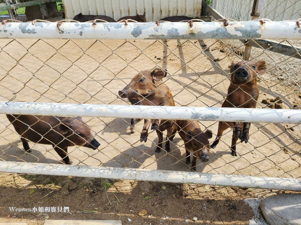 花蓮景點推薦 崇德瑩農場餵動物天空之鏡 (8).jpg