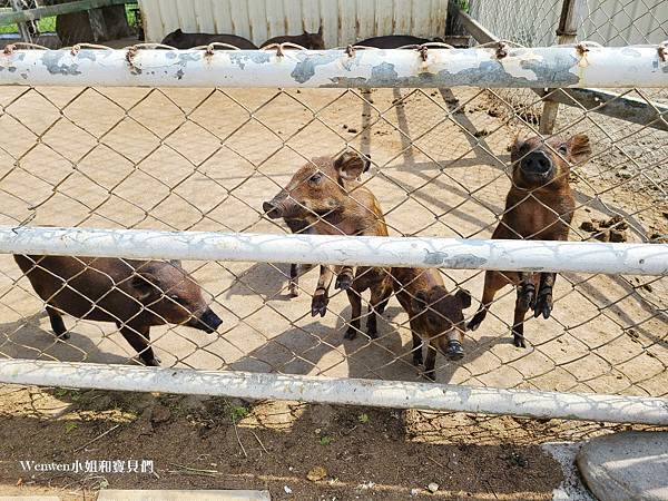 花蓮景點推薦 崇德瑩農場餵動物天空之鏡 (8).jpg