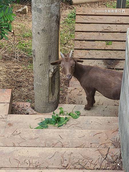 苗栗綠意山莊動物 (3).jpg