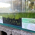 陽明山景點冷水坑遊客中心植物 台灣水韮 (2).jpg