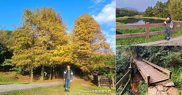 陽明山景點冷水坑遊客中心 冷水坑落羽松 冷水坑步道生態池 菁山吊橋 (1).jpg