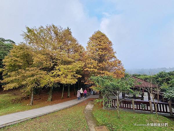 陽明山景點冷水坑遊客中心 冷水坑落羽松 冷水坑步道生態池 菁山吊橋 (3).jpg