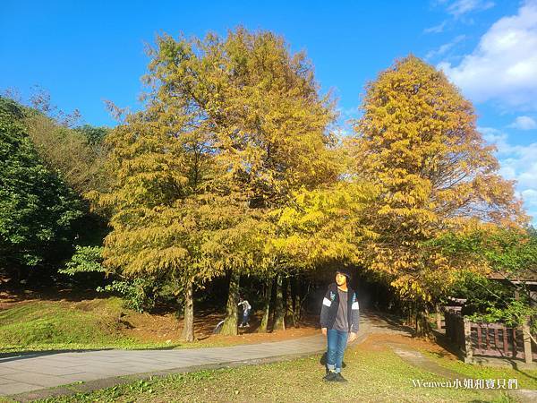 陽明山景點冷水坑遊客中心 冷水坑落羽松 冷水坑步道生態池 菁山吊橋 (2).jpg