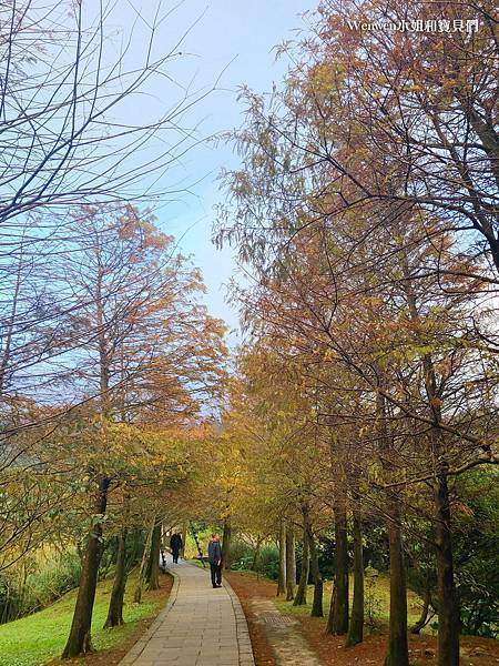 陽明山景點冷水坑遊客中心 冷水坑落羽松 冷水坑步道生態池 菁山吊橋 (5).jpg