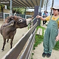 新竹親子景點推薦 廢物媽媽育兒農場 水豚笑笑楊梅花鹿好可愛 (20).jpg