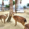 新竹親子景點推薦 廢物媽媽育兒農場 水豚笑笑楊梅花鹿好可愛 (22).jpg