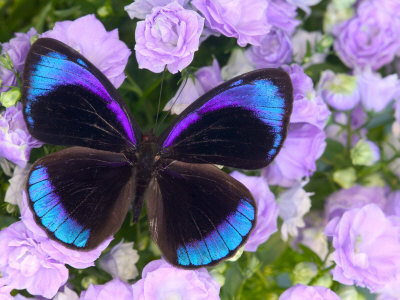 darrell-gulin-blue-and-black-butterfly-on-lavender-flowers-sammamish-washington-usa.jpg