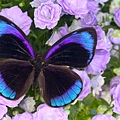 darrell-gulin-blue-and-black-butterfly-on-lavender-flowers-sammamish-washington-usa.jpg