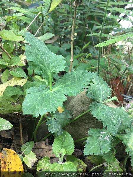 台南登山好去處-關子嶺大凍山登山健行步道Guanzihlin