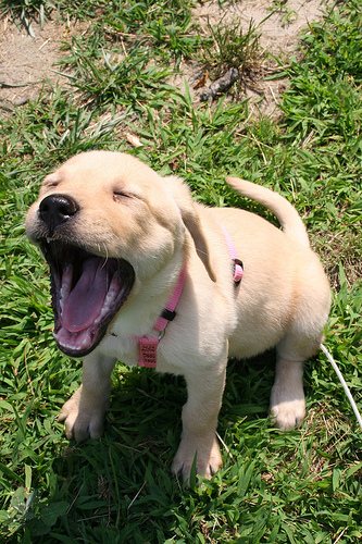 DOG YAWNING