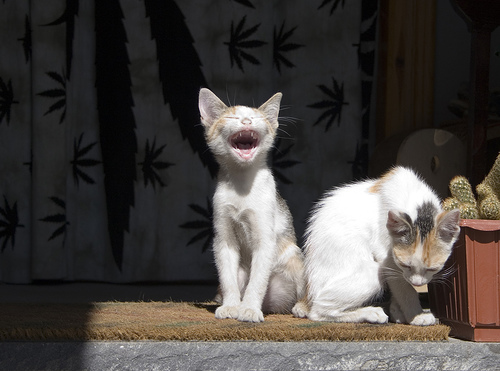 CAT YAWNING