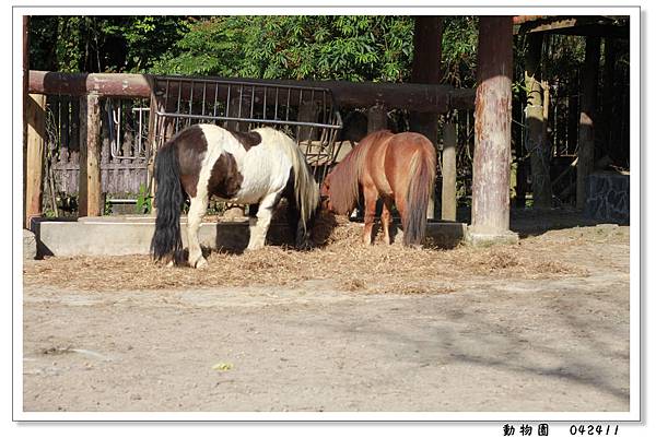 動物園16.jpg