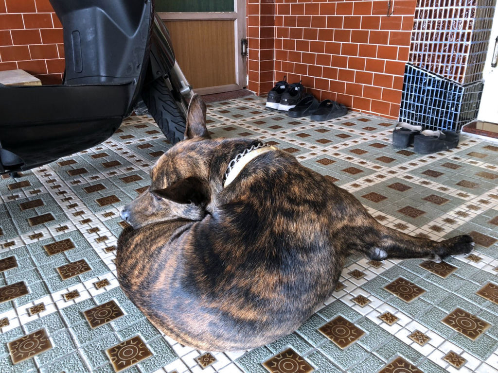 哈利毛孩.jpg 車禍傷病犬.jpg