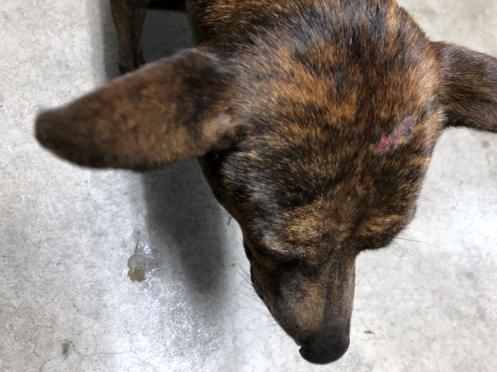 土狗被車撞,車禍傷病犬,寵物保健品推薦 土狗被車撞,車禍傷病犬,寵物保健品推薦.jpg