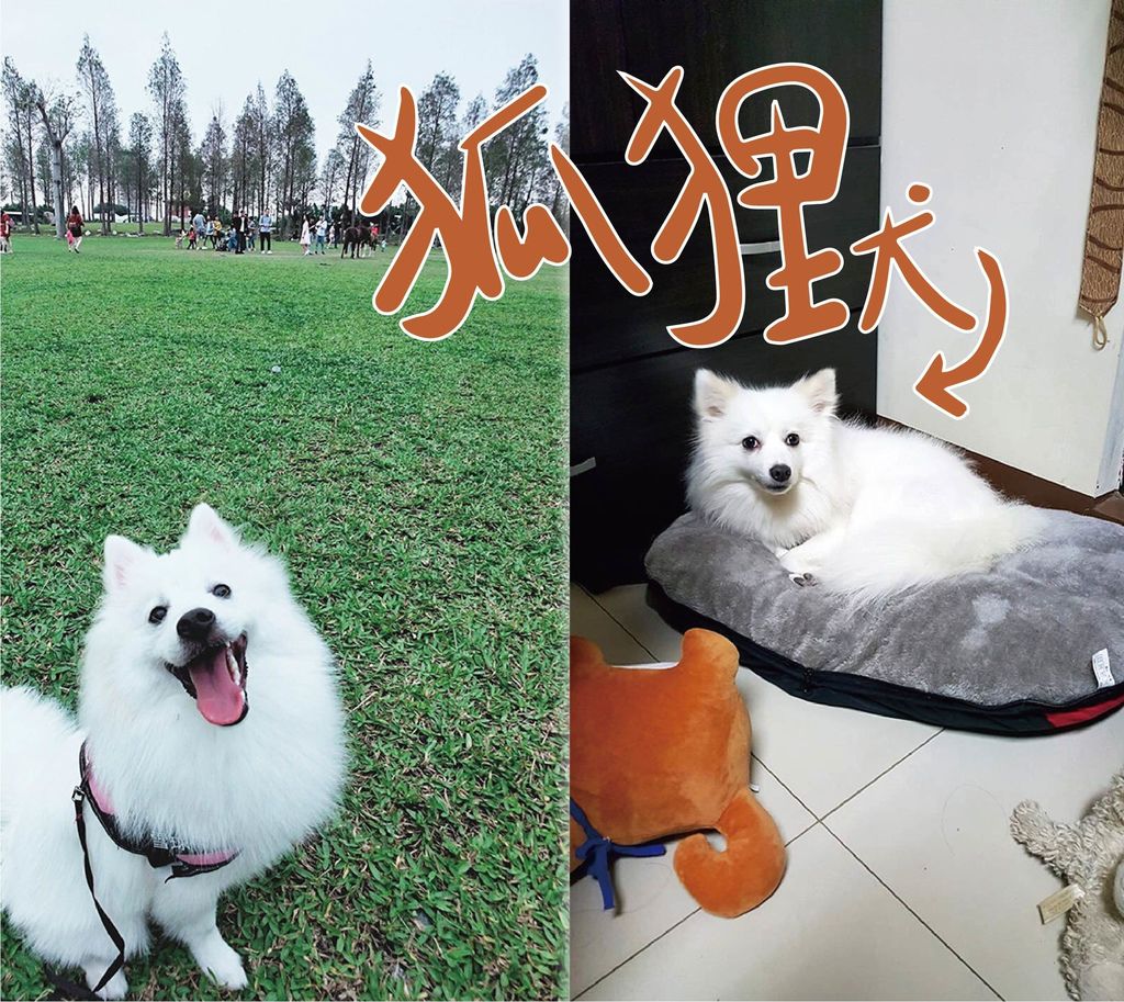 狐狸犬家族 狐狸犬 博美犬 薩摩耶犬有什麼差異 小青愛寵物 吃喝玩樂旅遊去 痞客邦 狐狸犬家族 狐狸犬 博美犬 薩摩耶犬有什麼差異 小青愛寵物 吃喝玩樂旅遊去 痞客邦