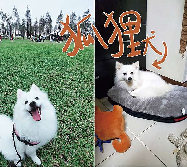 狐狸犬家族 狐狸犬 博美犬 薩摩耶犬有什麼差異 小青愛寵物 吃喝玩樂旅遊去 痞客邦