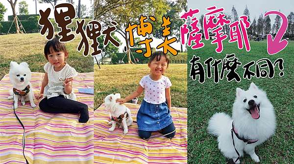 狐狸犬家族 狐狸犬 博美犬 薩摩耶犬有什麼差異 小青愛寵物 吃喝玩樂旅遊去 痞客邦