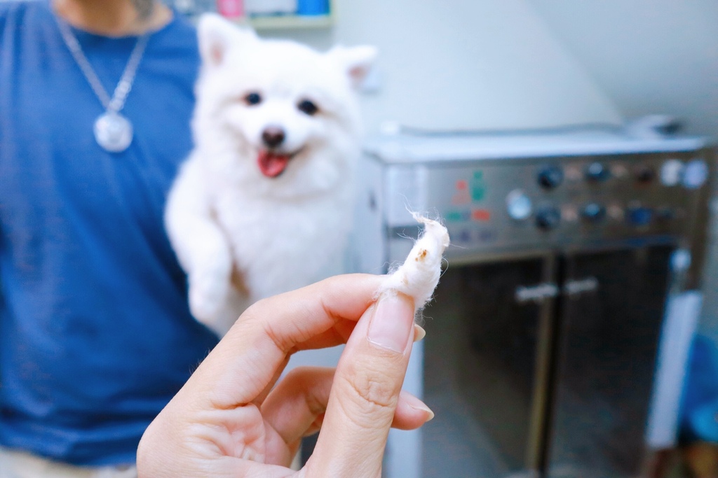 【台南北區寵物美容推薦】伊努寵物美容