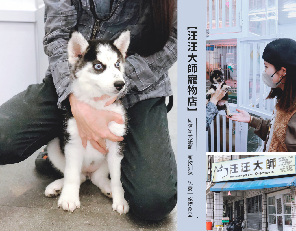 『汪汪大師 寵物店』品種犬貓認養｜台南幼貓幼犬託顧｜台南寵物