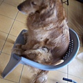 坐椅子的狗