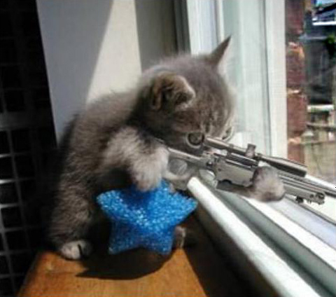 Kitten with Sniper Rifle