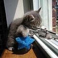 Kitten with Sniper Rifle