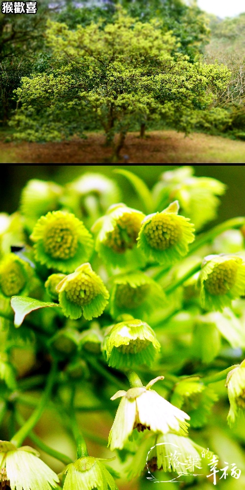 福山植物園(猴歡喜).jpg