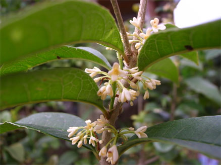 R0017912桂花.jpg R0017912桂花.jpg