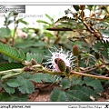 大橋花海嘉年華