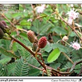 大橋花海嘉年華