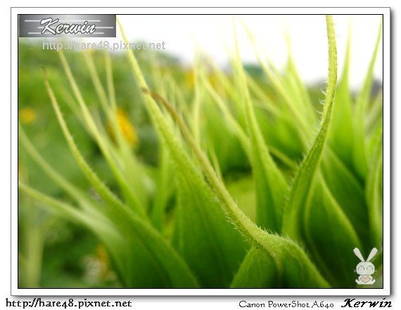 大橋花海嘉年華