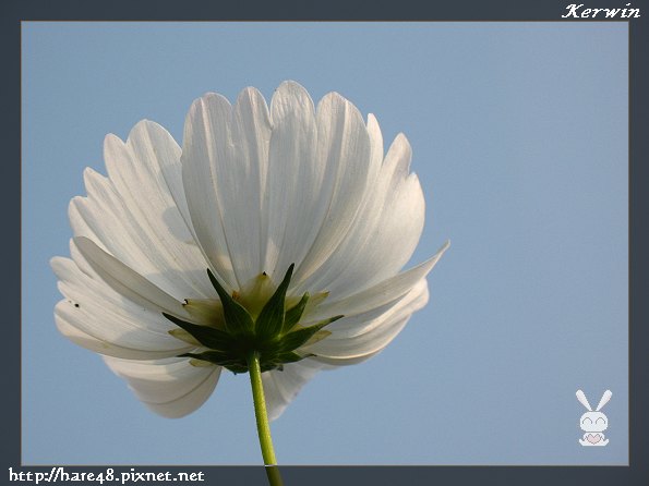 生產路花海 (11).jpg