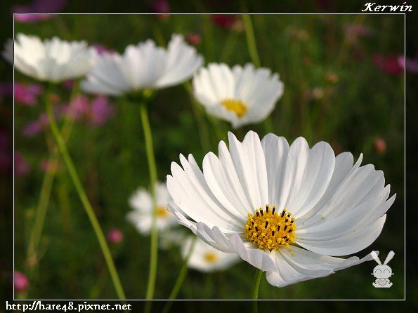 生產路花海 (14).jpg