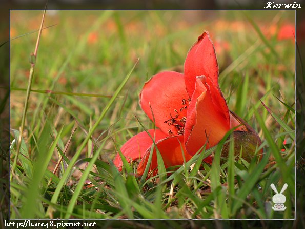 木棉花 (7).jpg