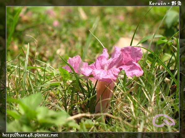 粉紅花風鈴木 (2).jpg