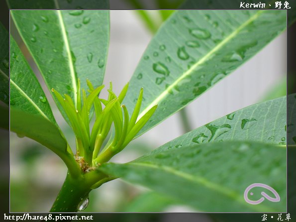 花草 (9).jpg