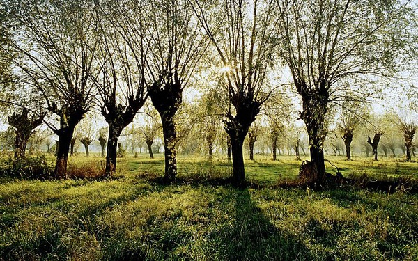 Poland,%20Wierzby,%20Mazowsze%20(Willow%20Trees%20in%20the%20Mazowsze%20Region).jpg