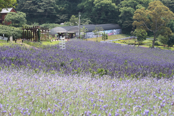 紫色薰衣草田